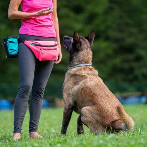 Balade éducative en groupe pour chiens à Istres – L’Eden des Maurettes