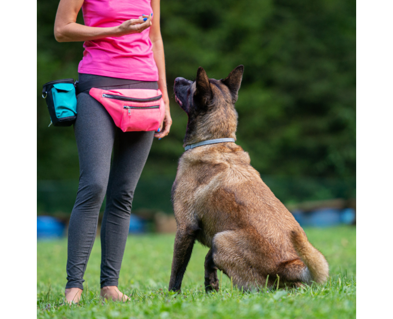 Balade éducative en groupe pour chiens à Istres – L’Eden des Maurettes