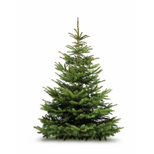 Sapin Nordmann – 60/80