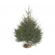 Sapin Épicéa – 150/200