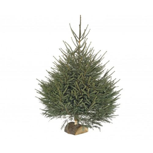 Sapin Épicéa – 150/200