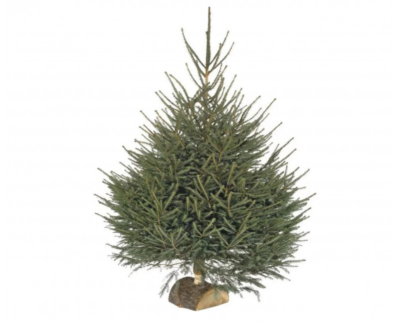 Sapin Epicea