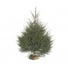 Sapin Epicea-100/150