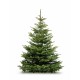 Sapin Nordmann – 100/125