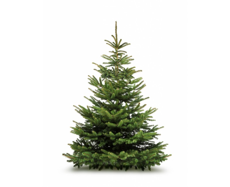 Sapin Nordmann - 80/100