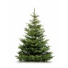 Sapin Nordmann-200/250