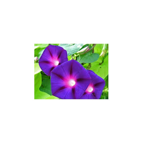 Ipomée volubilis variée