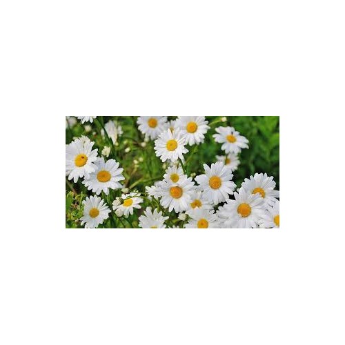 Marguerite