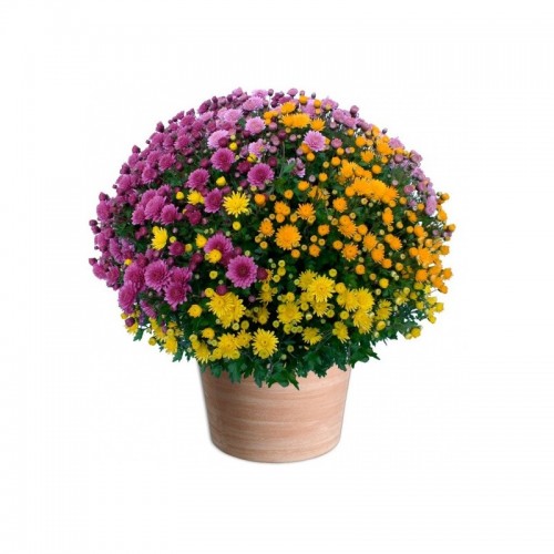 Chrysanthème pot 40/45cm