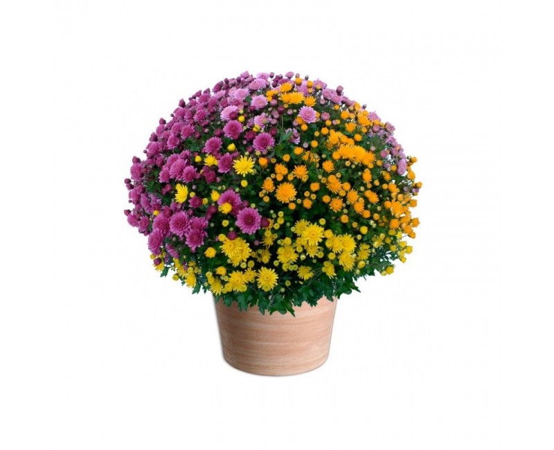 Chrysanthème pot 40/45cm