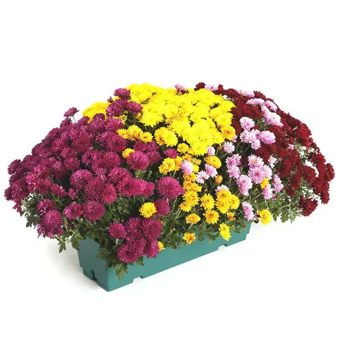Chrysanthème jardinière 40cm