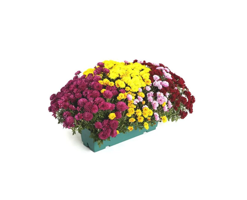 Chrysanthème jardinière 40cm