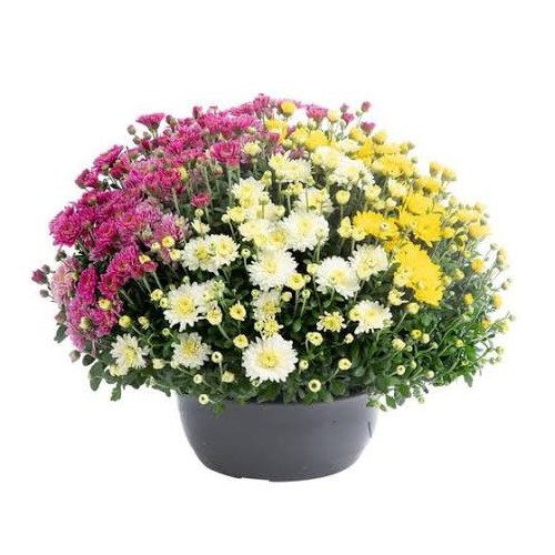 Chrysanthème coupe 30 cm