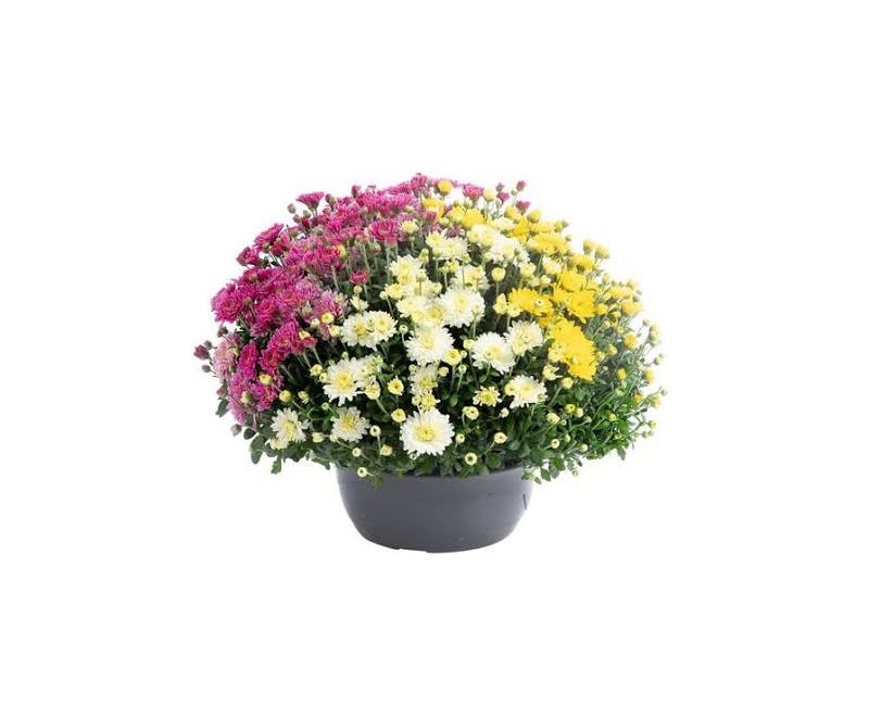 Chrysanthème coupe 30 cm