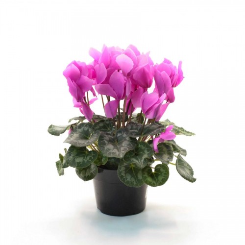 Cyclamen pot 15 cm